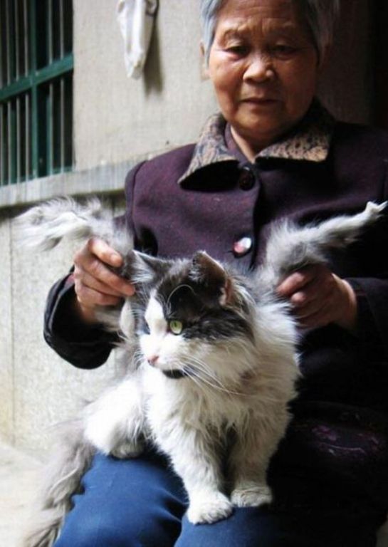 angel Cat 03
