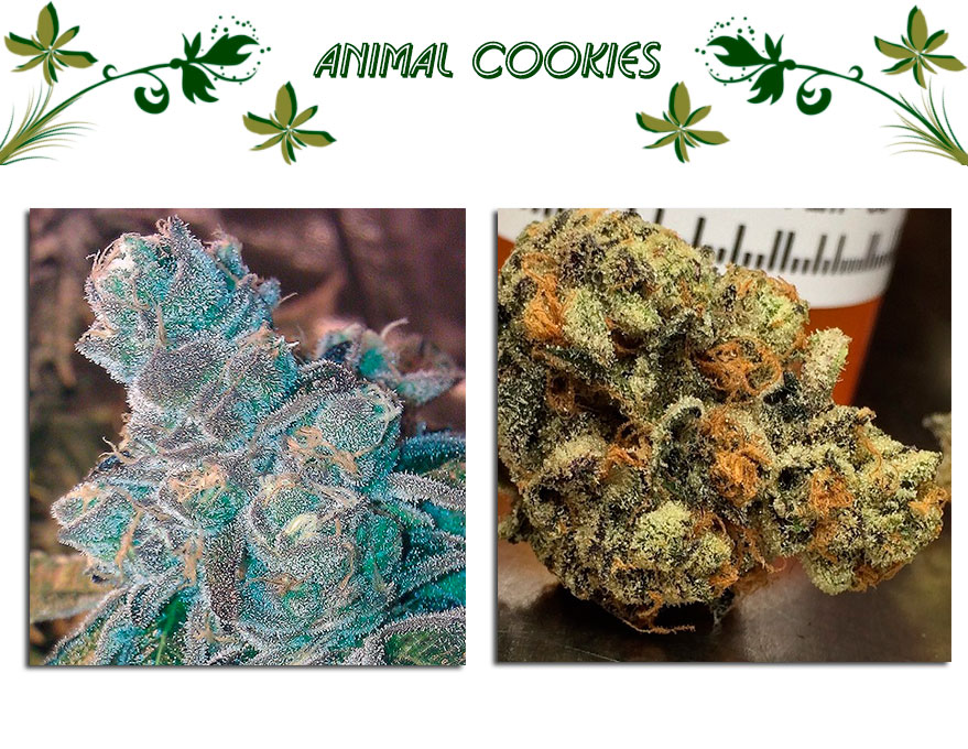 Animal Cookies сорт