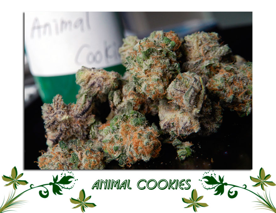 Animal Cookies