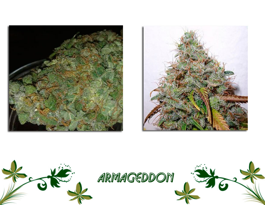 Armageddon сорт