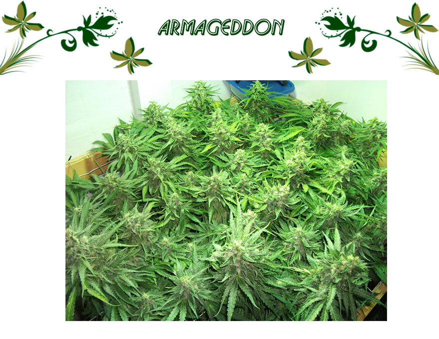Armageddon