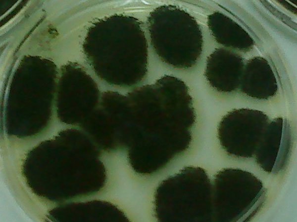 Aspergillus niger негро