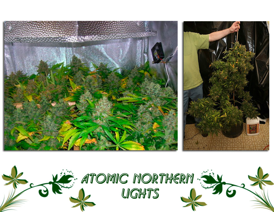 Atomic Northern Lights сорт
