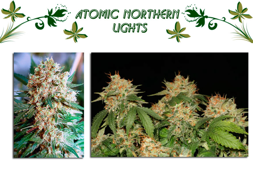 Atomic Northern Lights