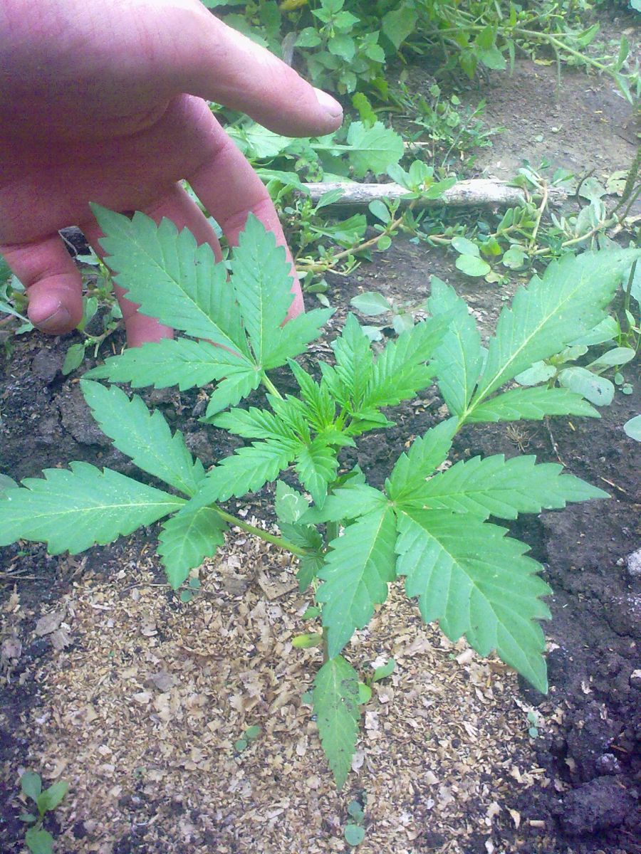 Auto AK-47