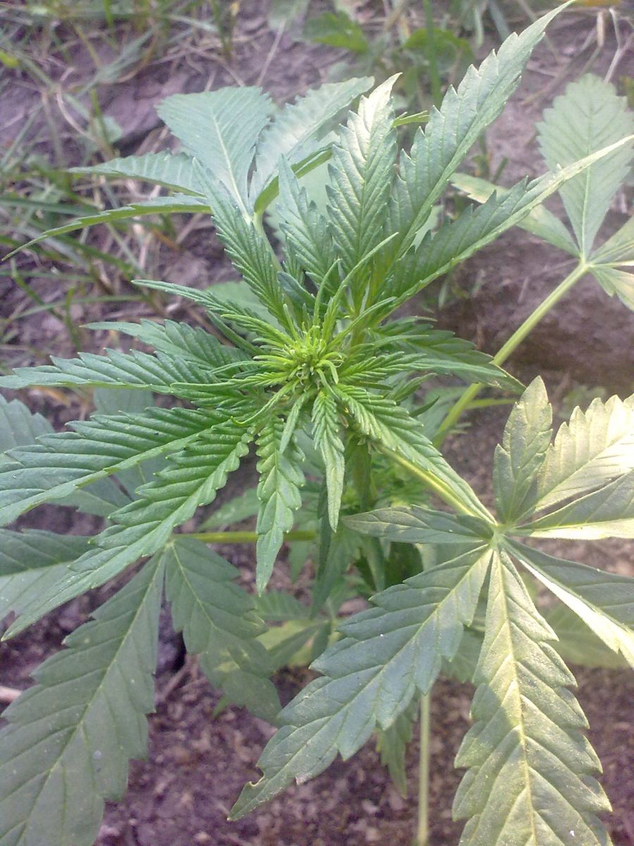 Auto AK-47