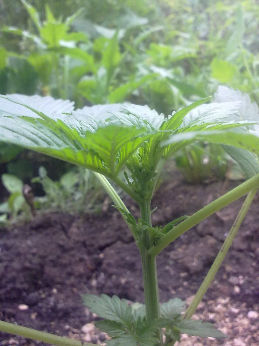 Auto AK-47