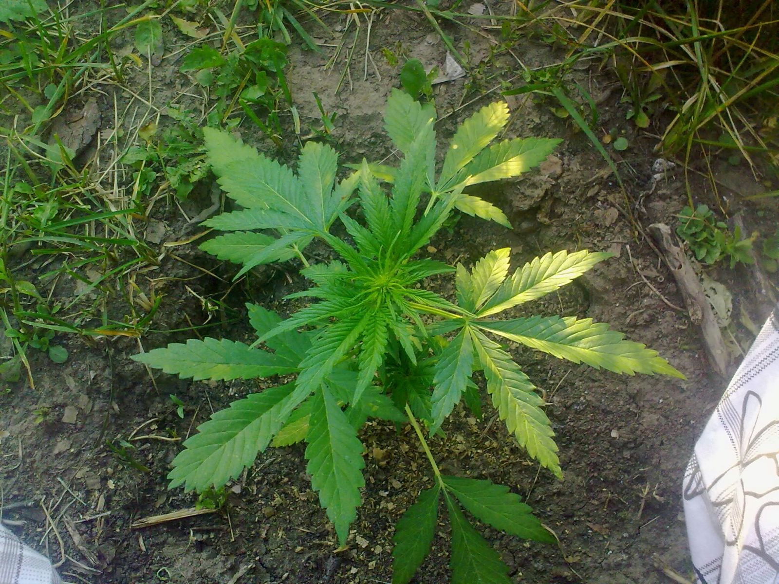 Auto AK-47