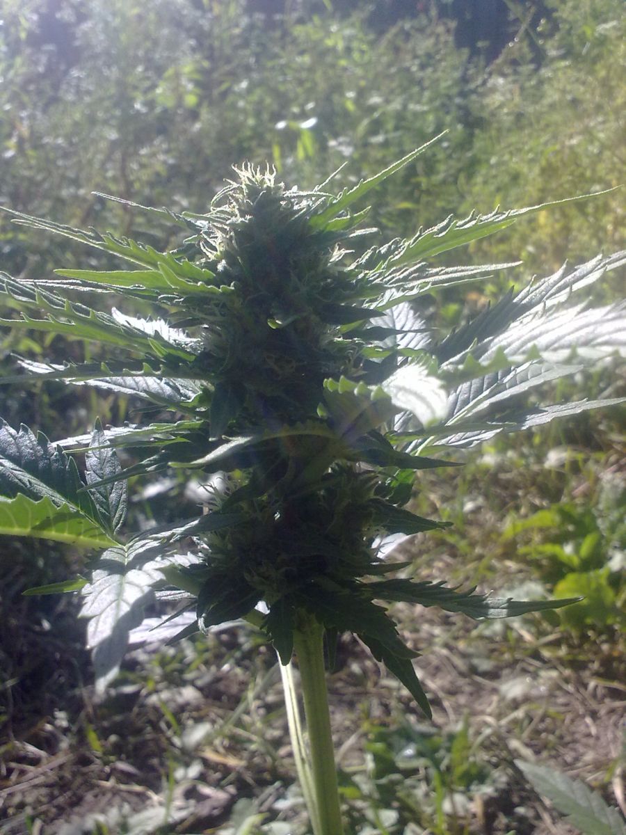 Auto AK-47