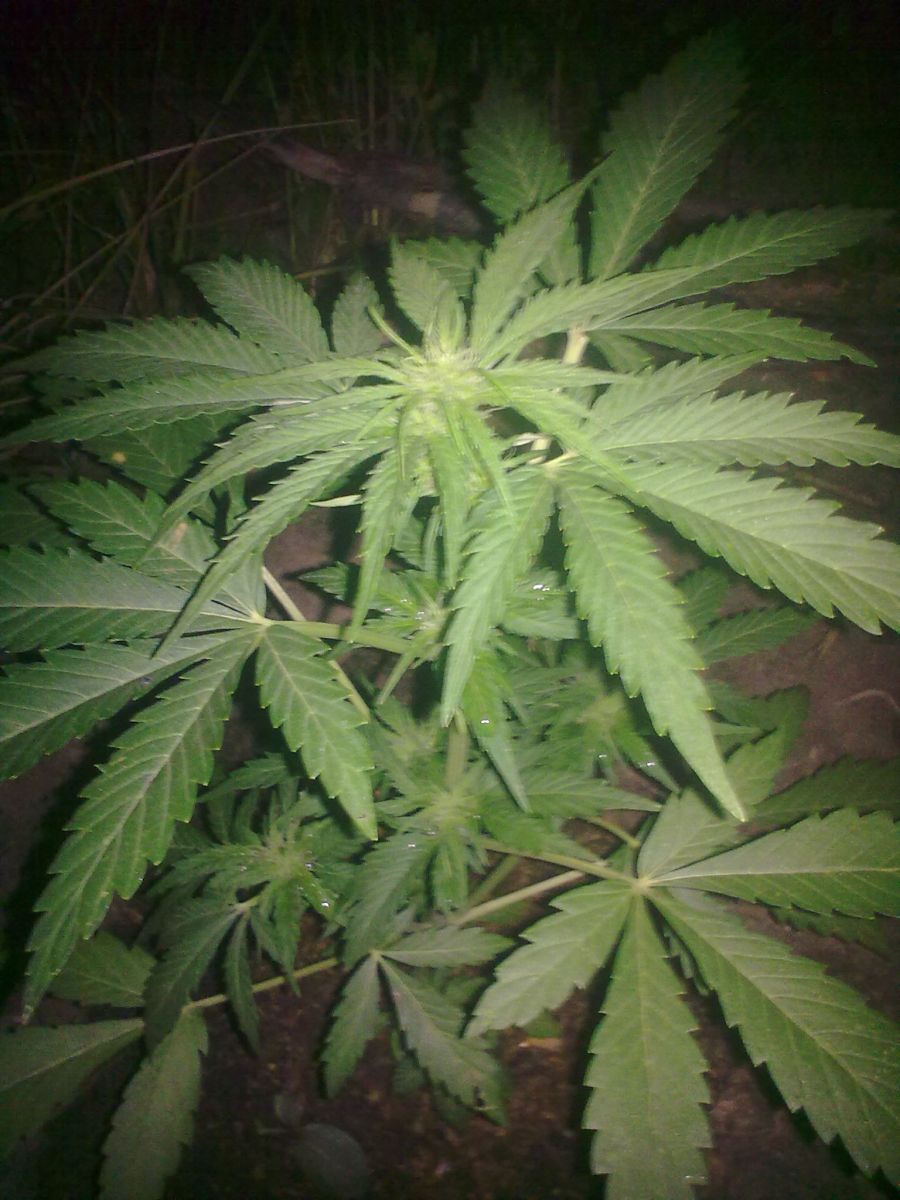 Auto AK-47