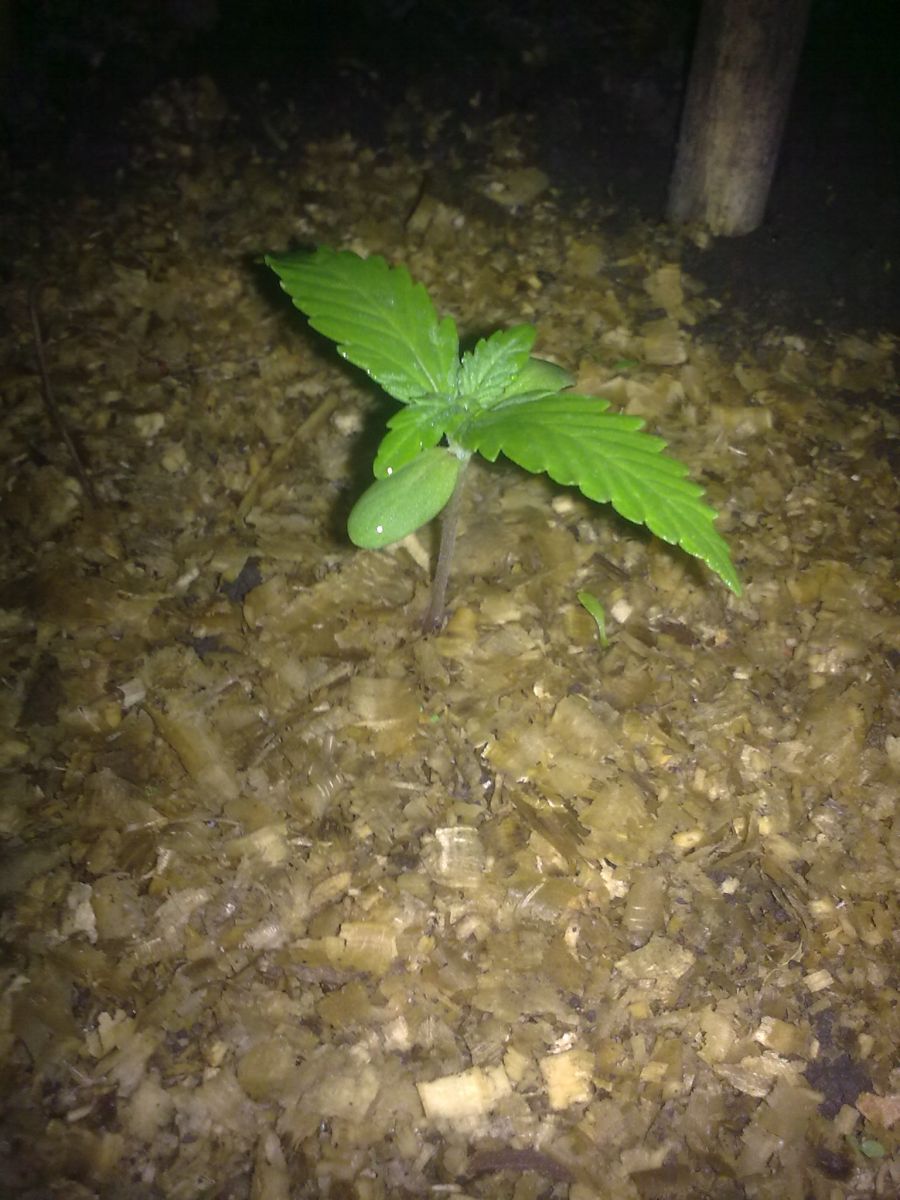 Auto AK-47