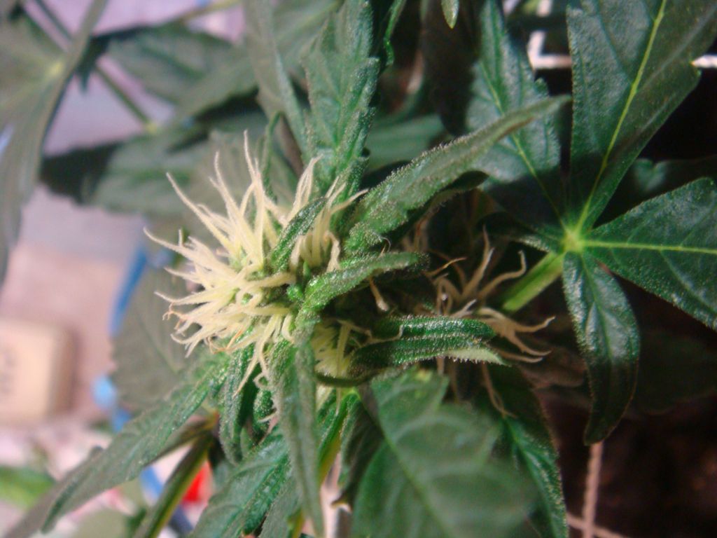 auto ak-47