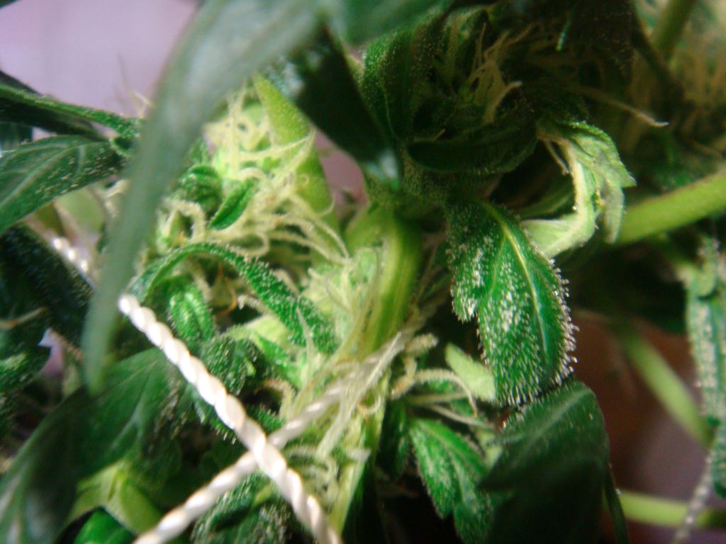 auto ak-47