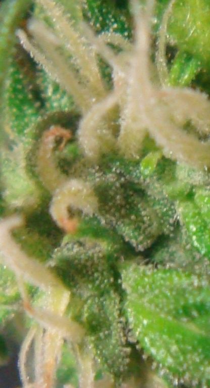 auto ak-47