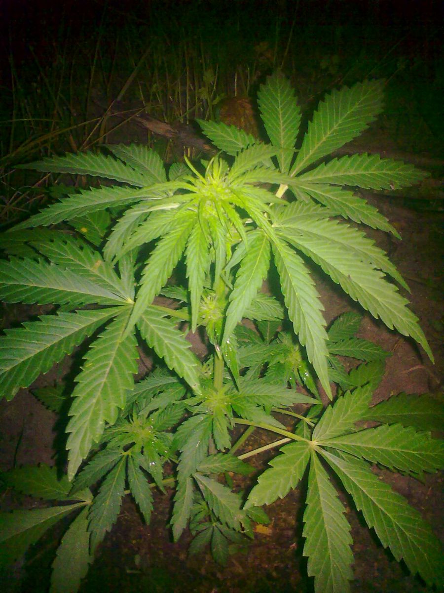 Auto AK-47