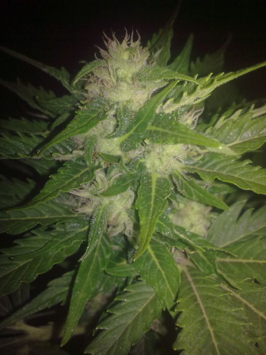 Auto AK-47