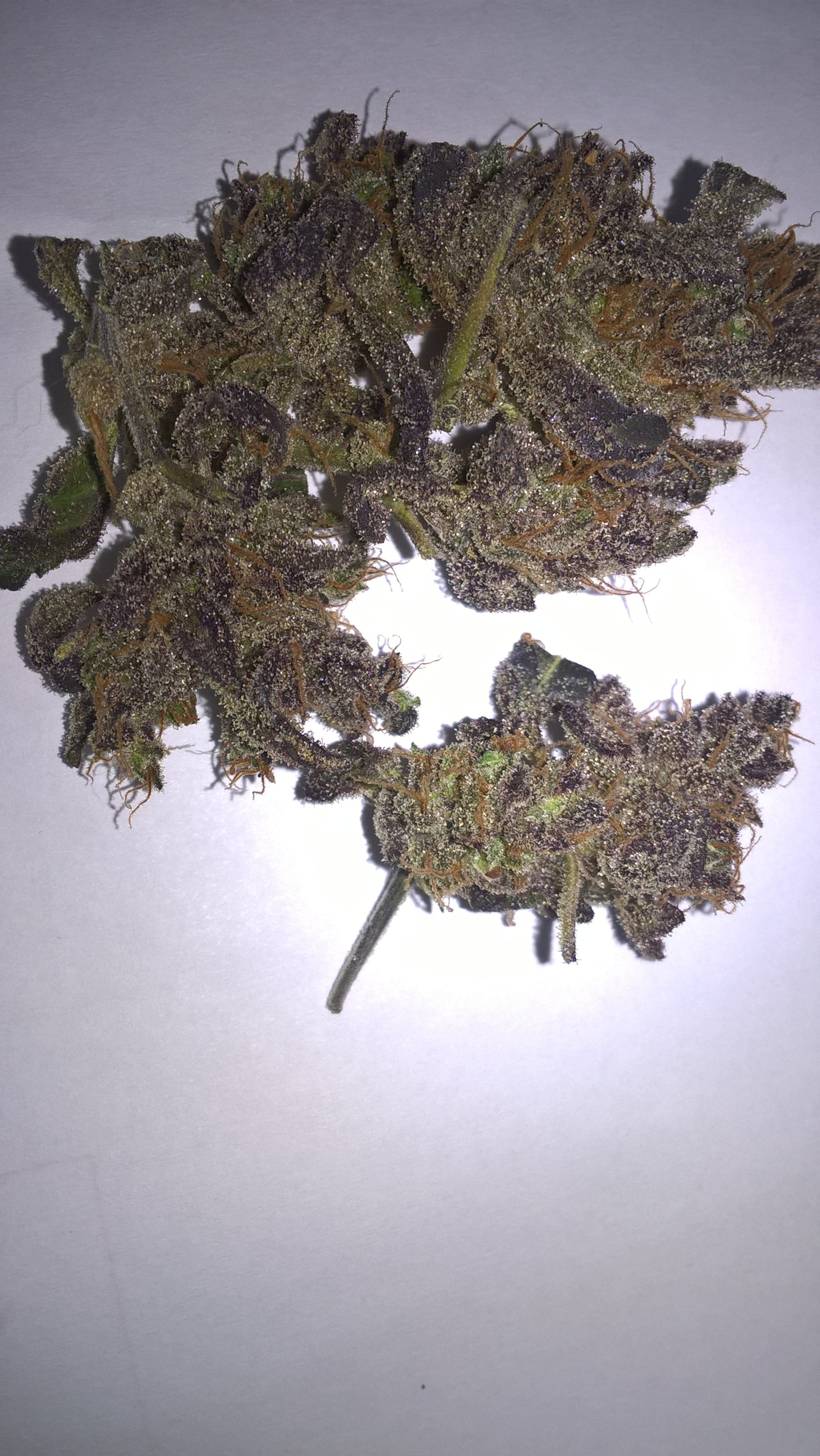 auto Amnesia G.S. 1