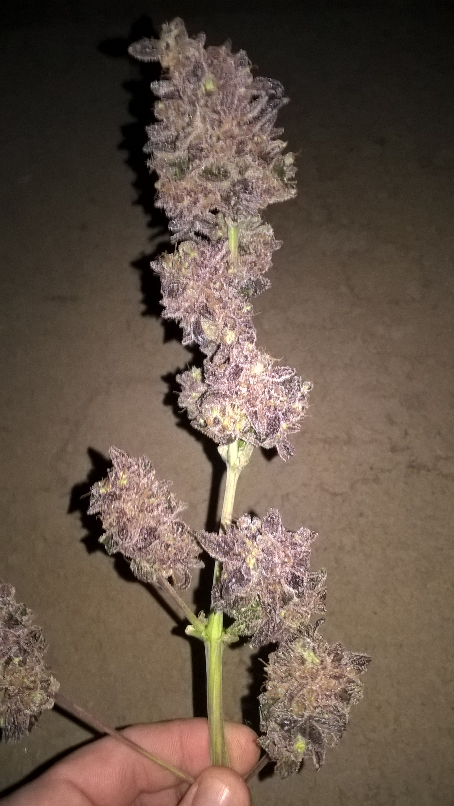 auto Amnesia G.S. 2