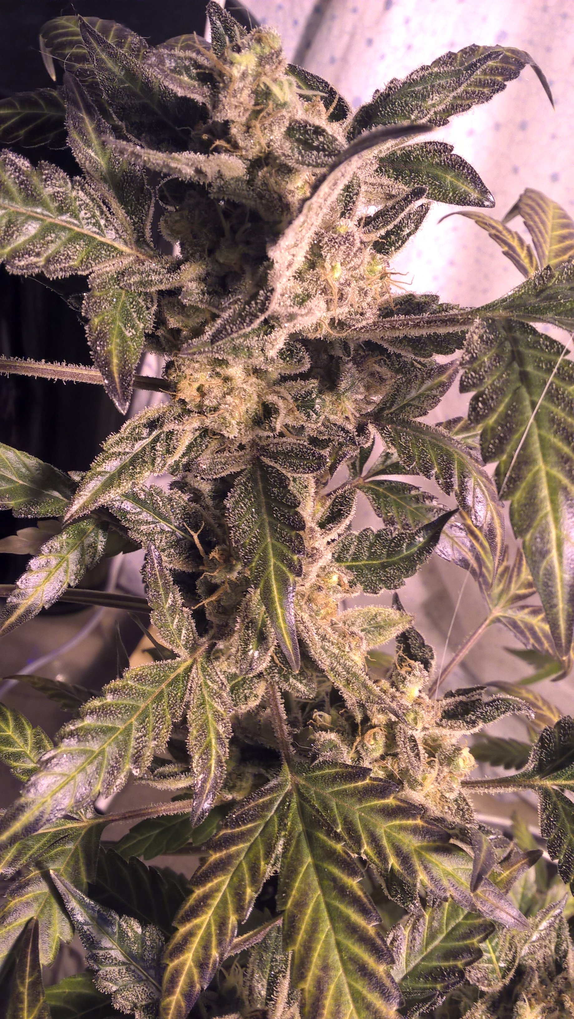 auto Amnesia G.S 3