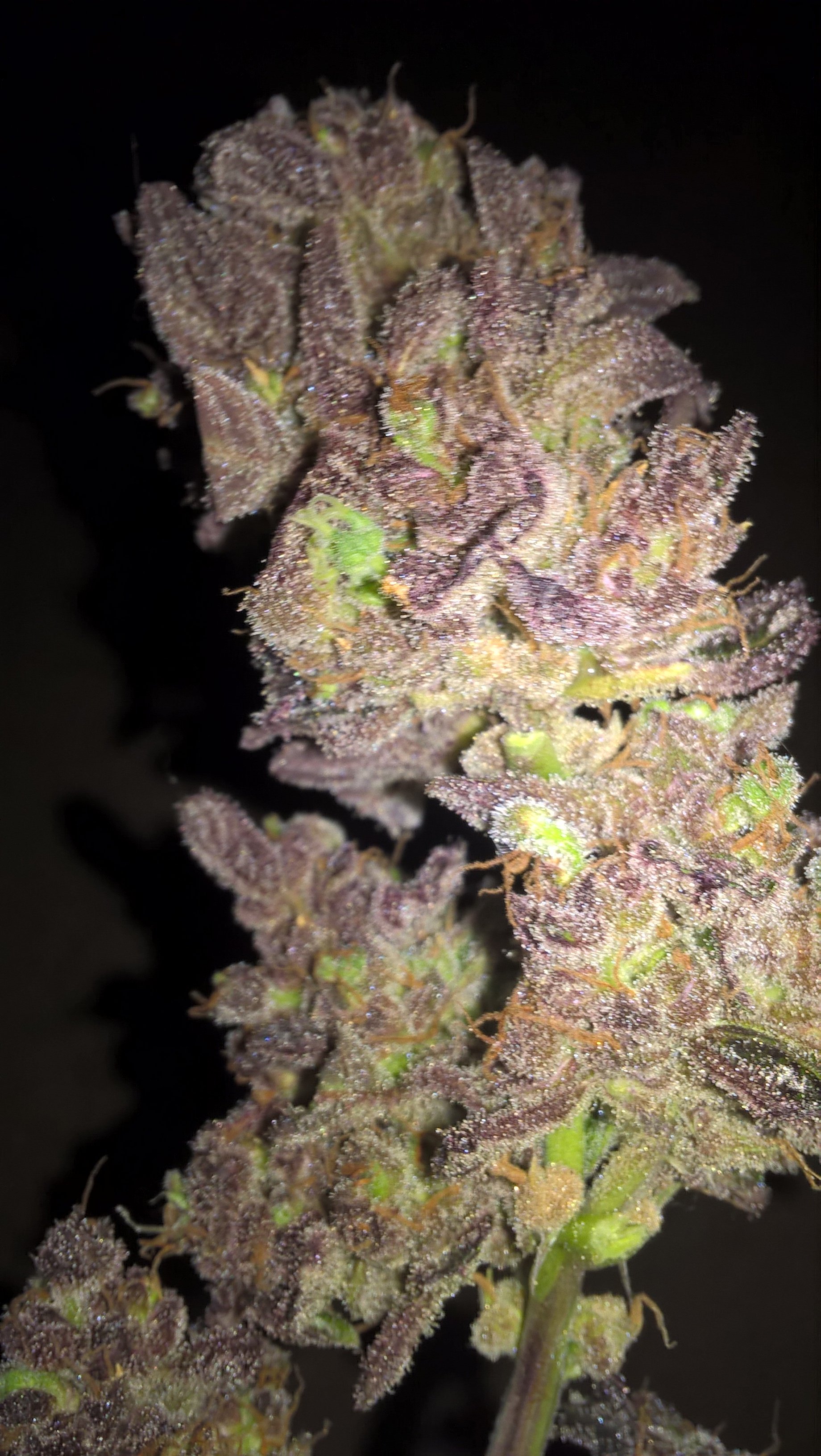 auto Amnesia G.S.
