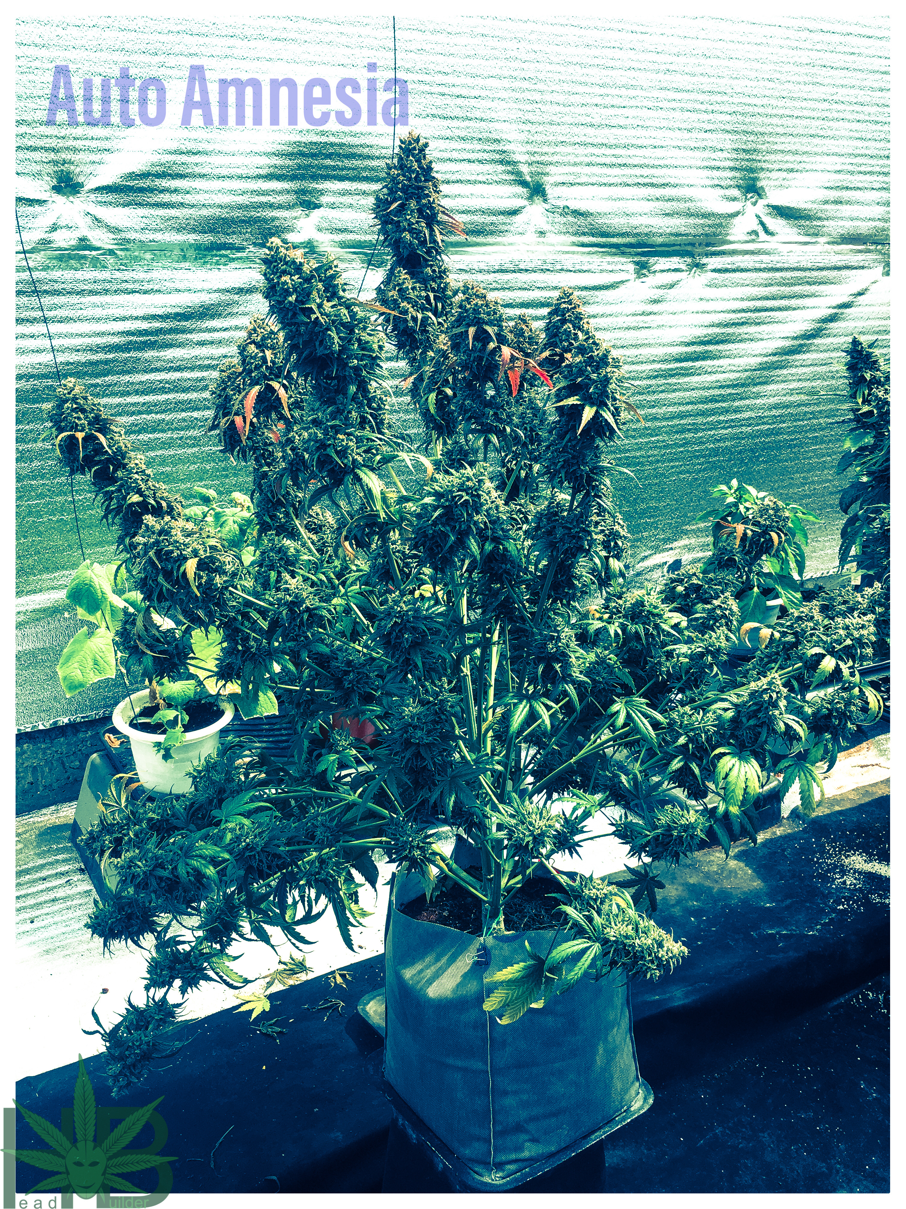 Auto Amnesia