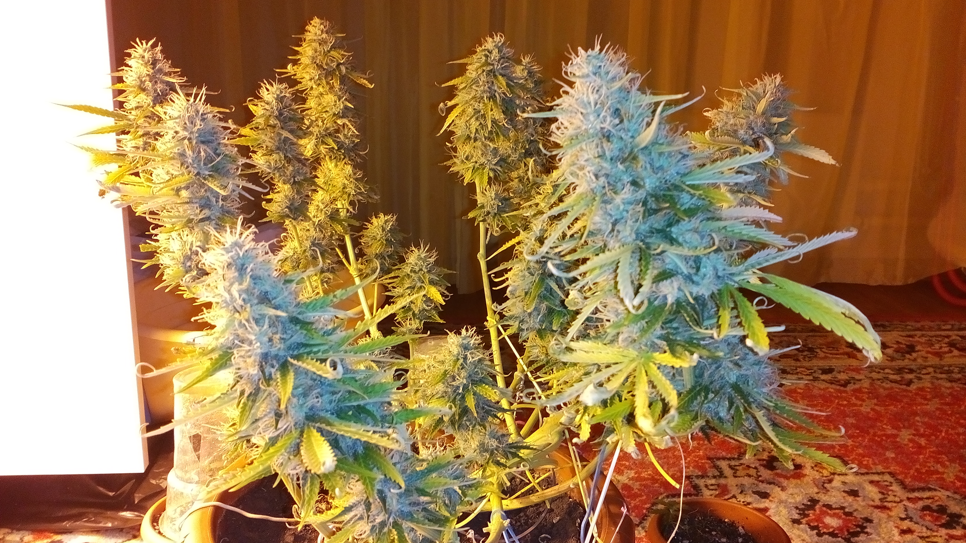 Auto Big Bang