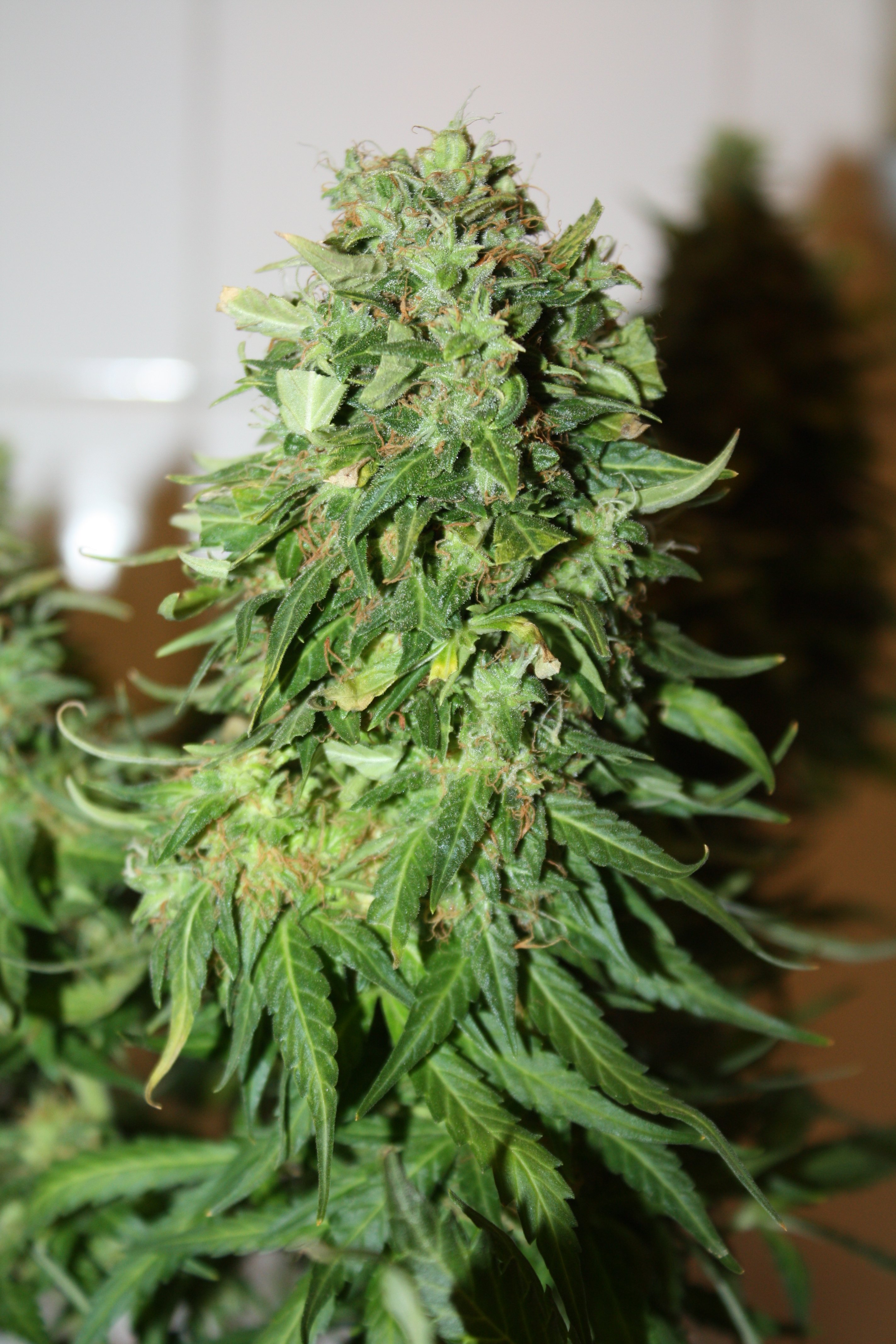 auto Big Bang