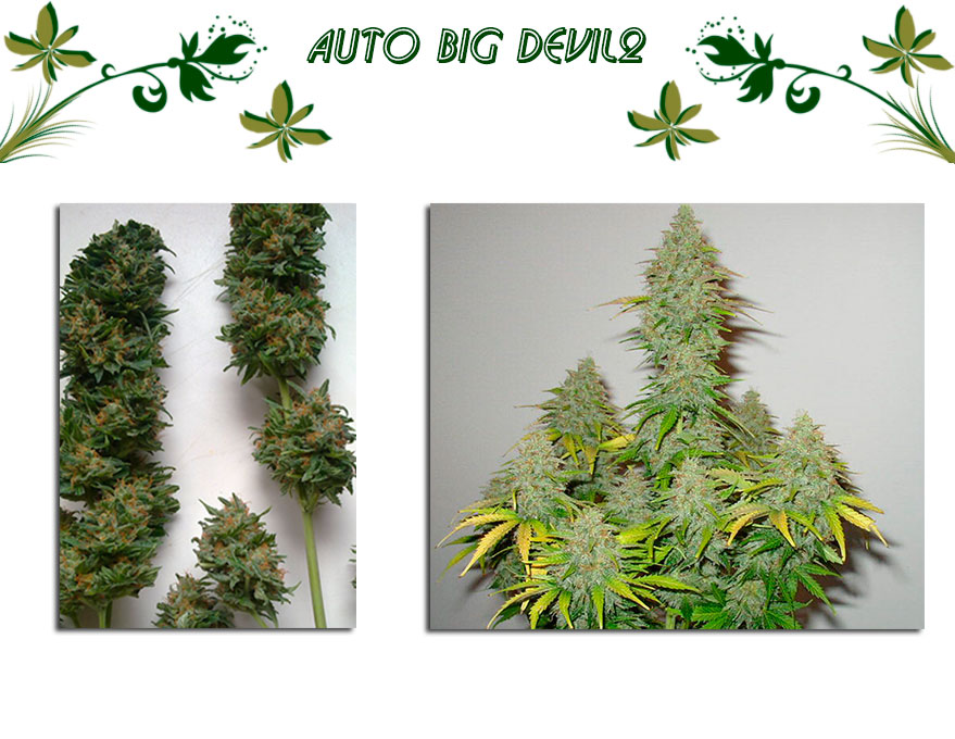 Auto Big Devil2 сорт конопли
