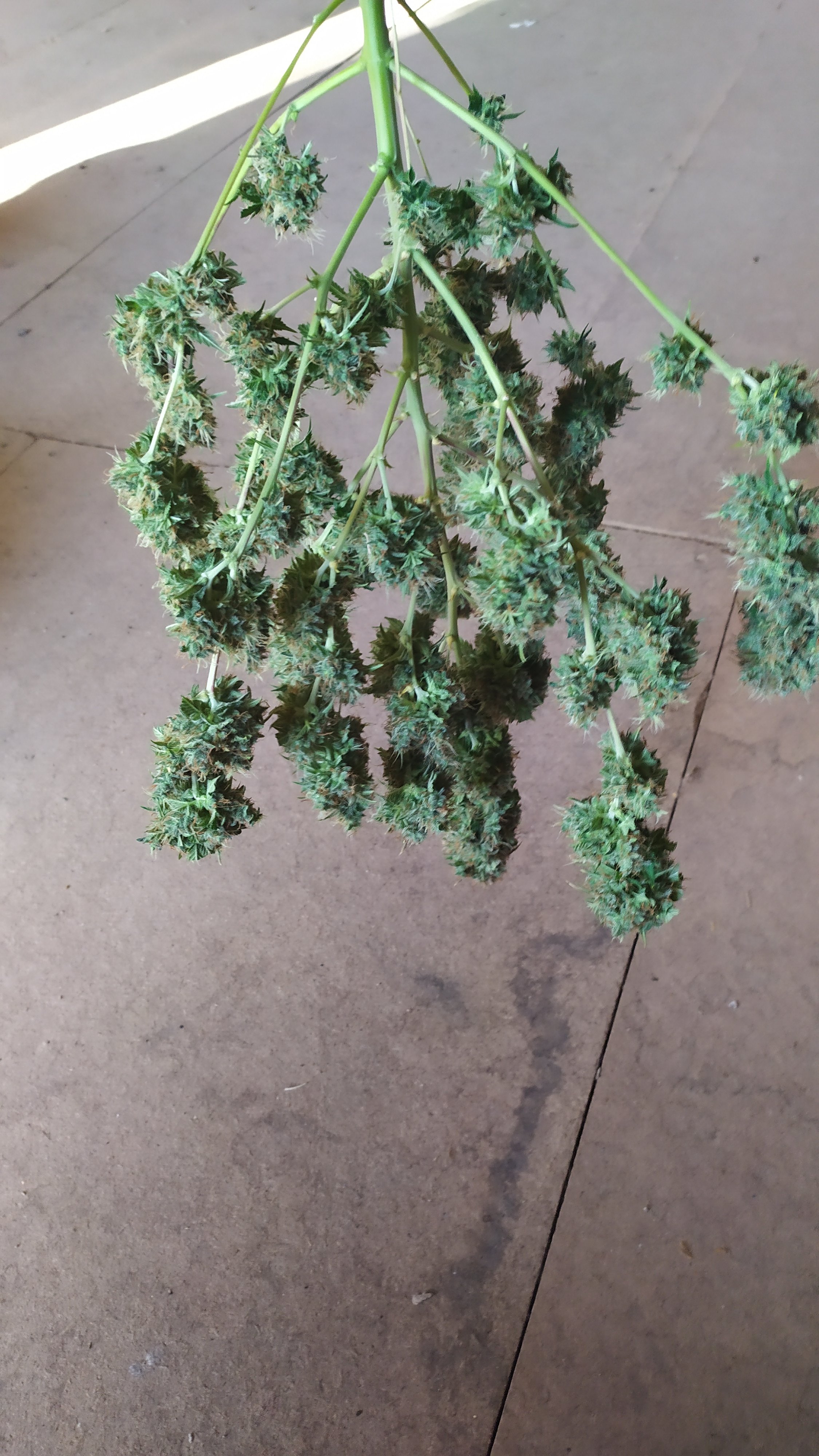 auto Black Domina G.S.