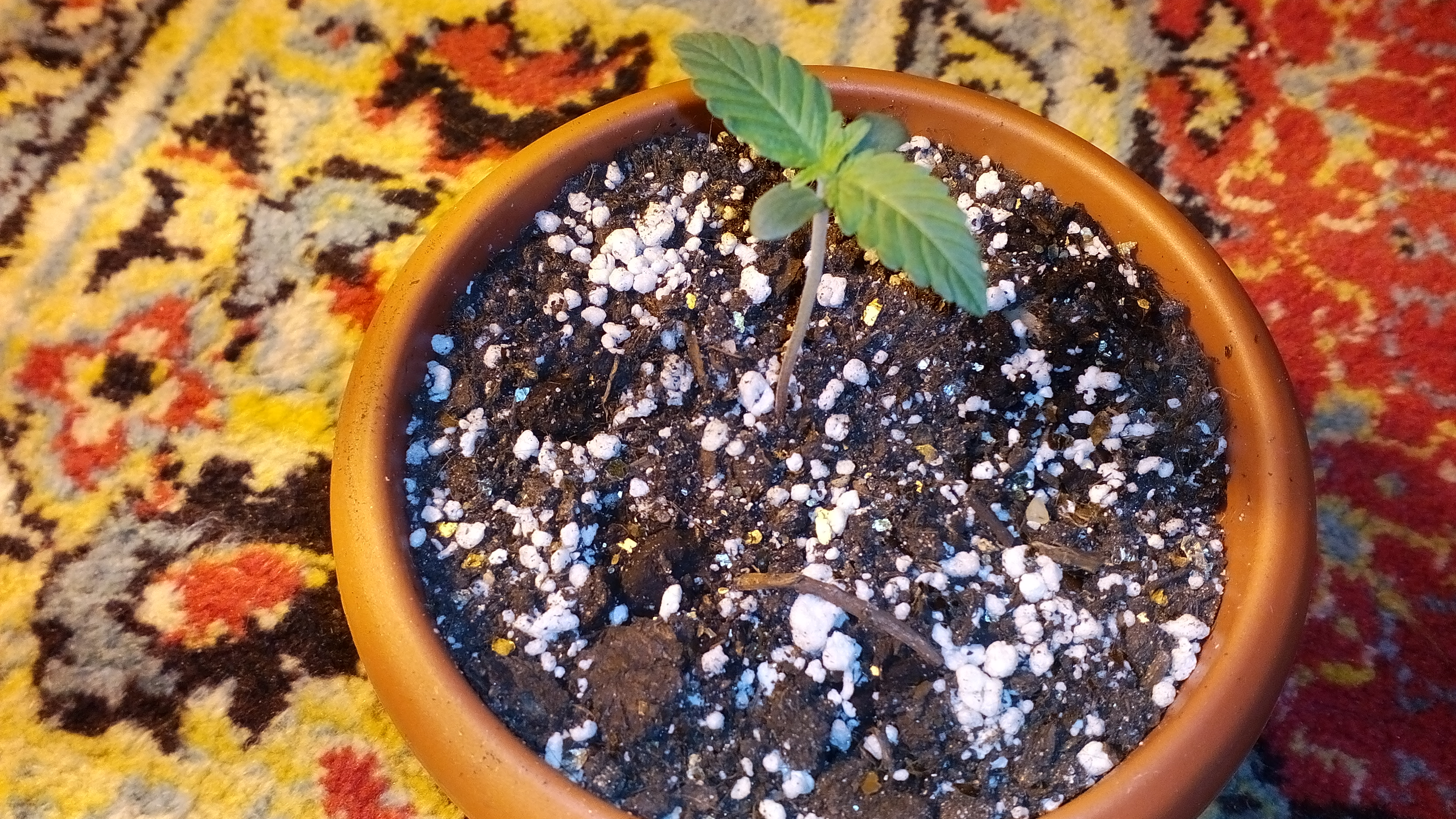 Auto Blue Mistic
