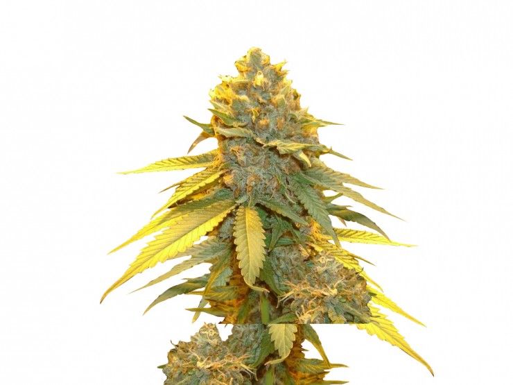 Auto Blueberry