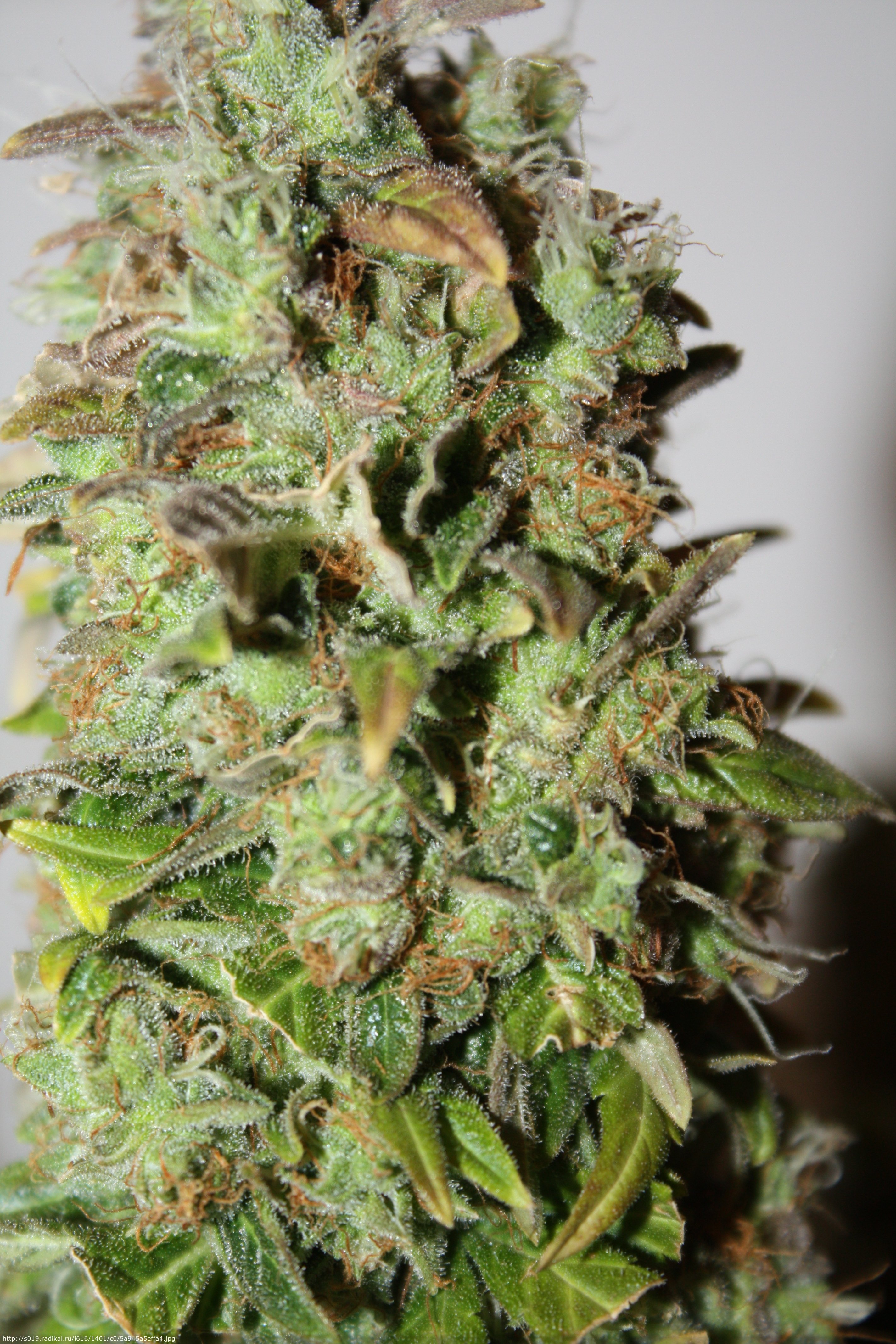 auto Bomb