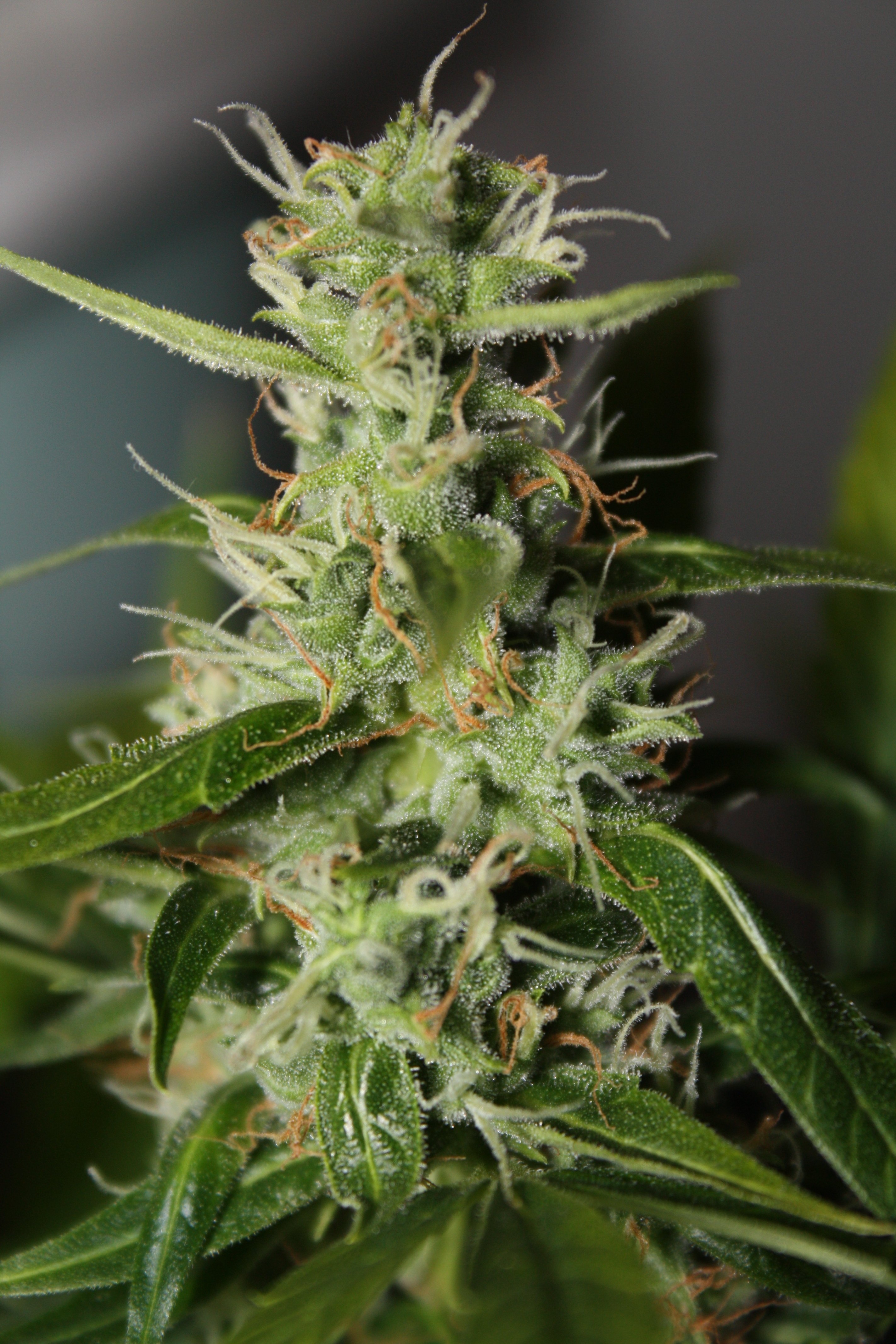 auto Bubble Gum
