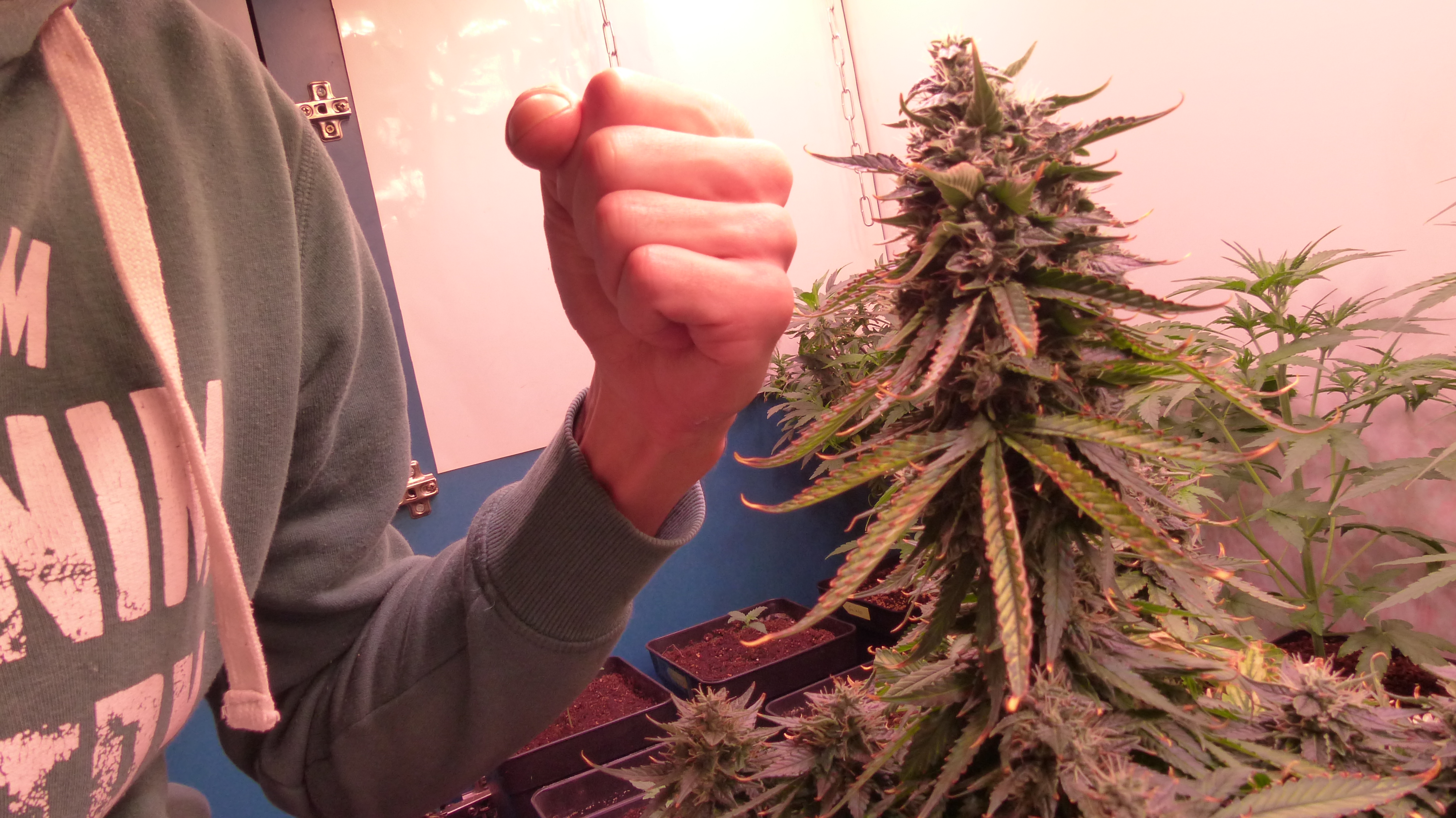 Auto Deimos - Buddha Seeds