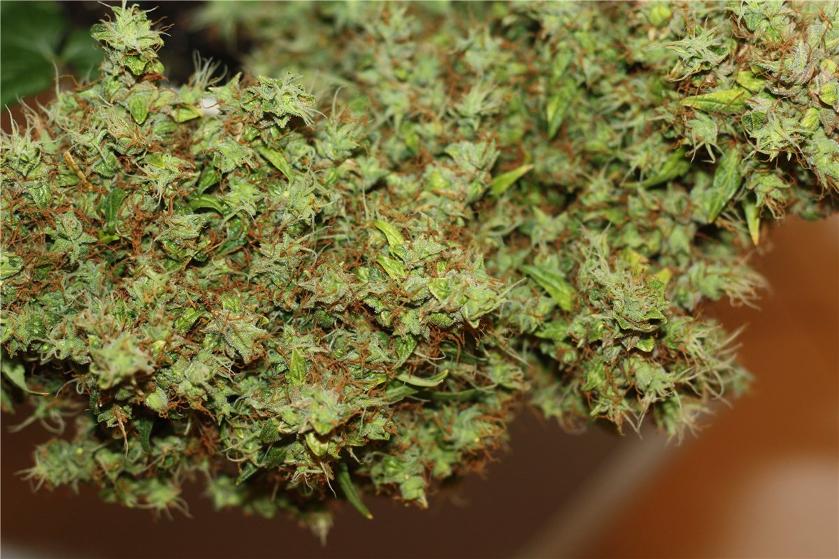 auto Fast Bud
