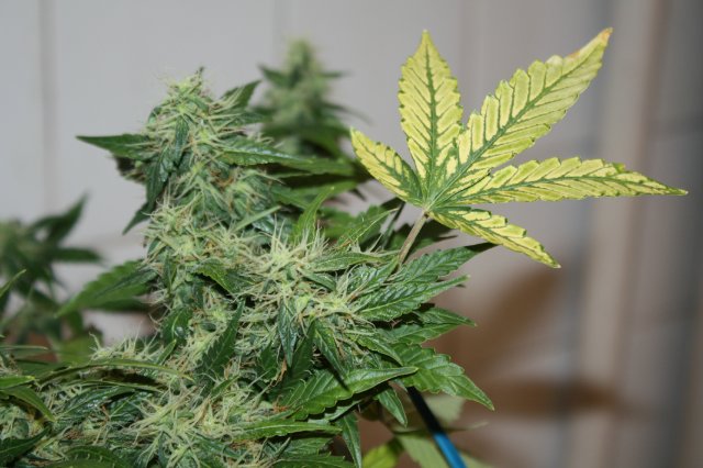 auto Fast Bud