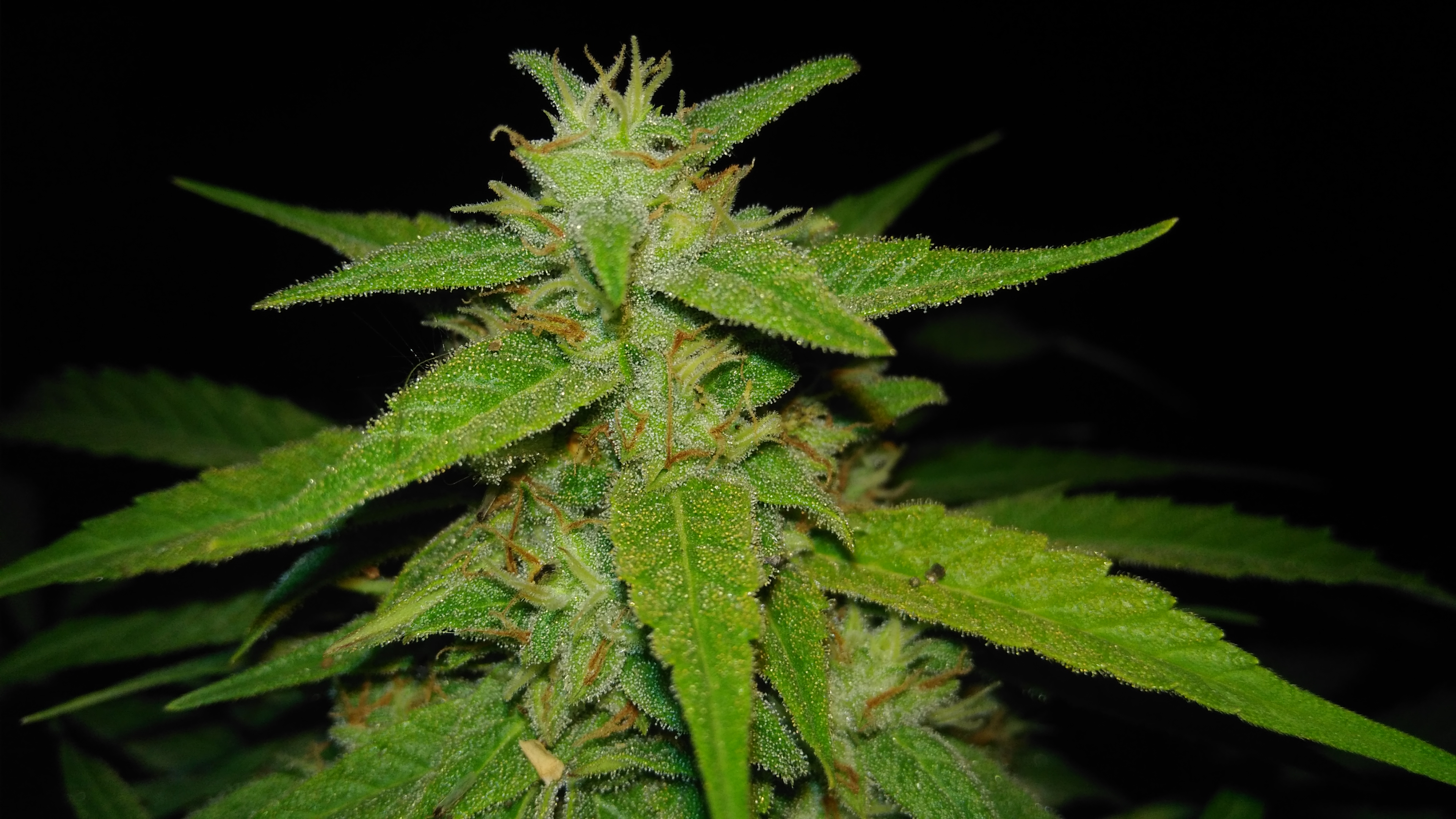 Auto jack