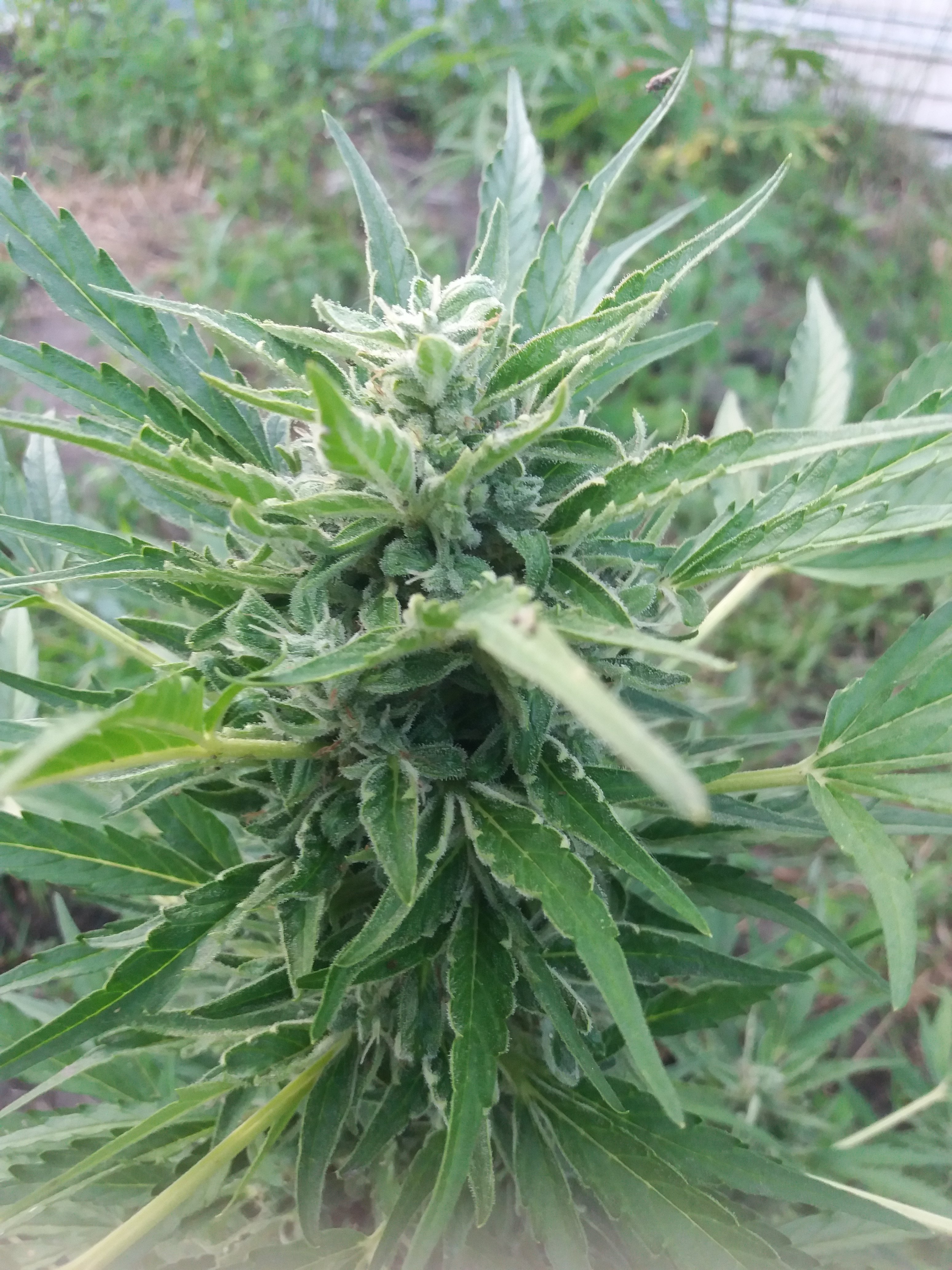 Auto Lemon Skunk Feminised (1).jpg