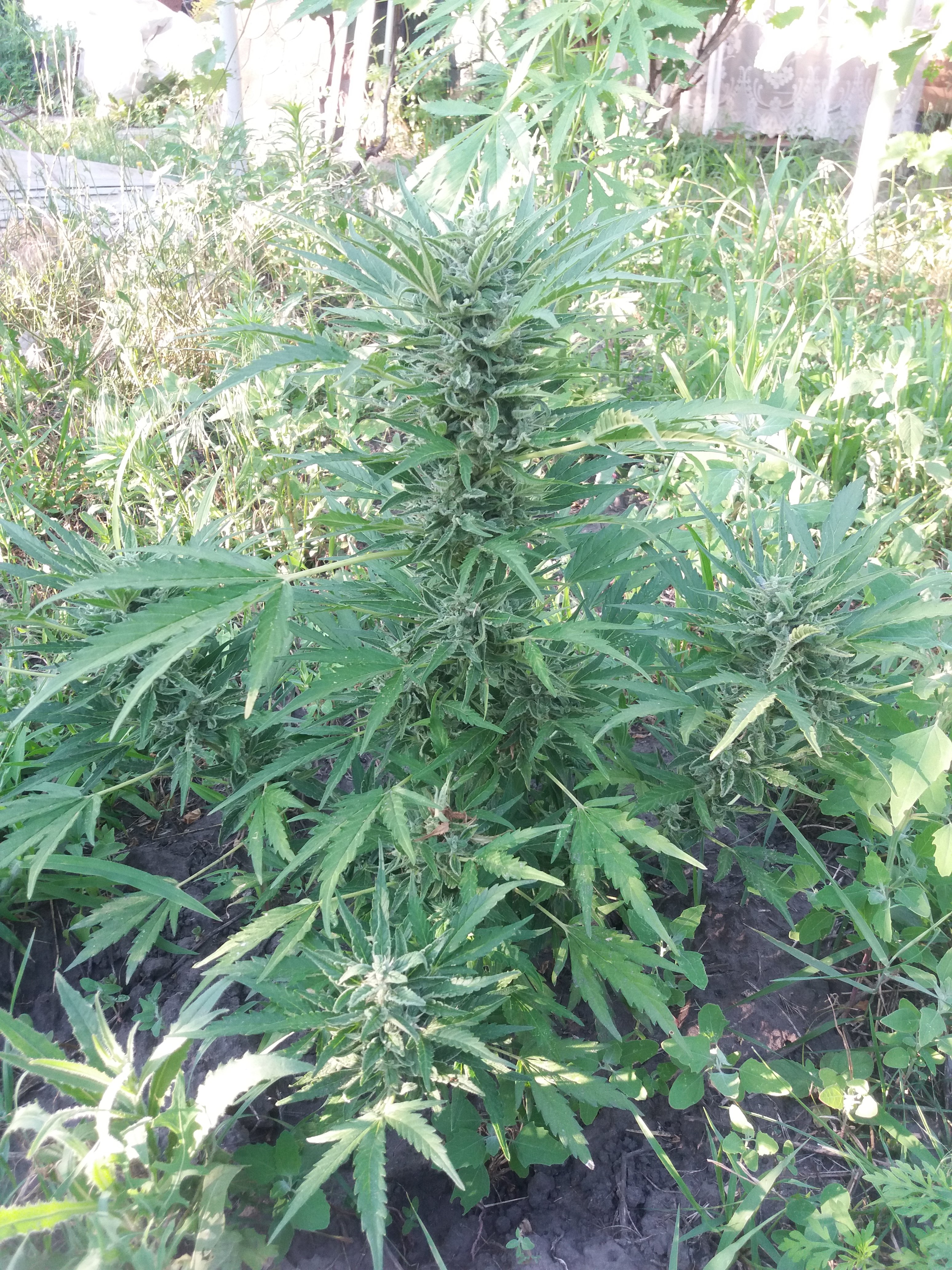 Auto Lemon Skunk Feminised2.jpg