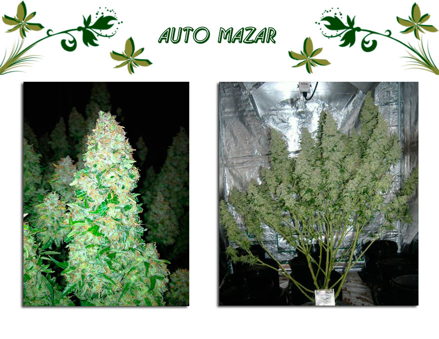 Auto Mazar