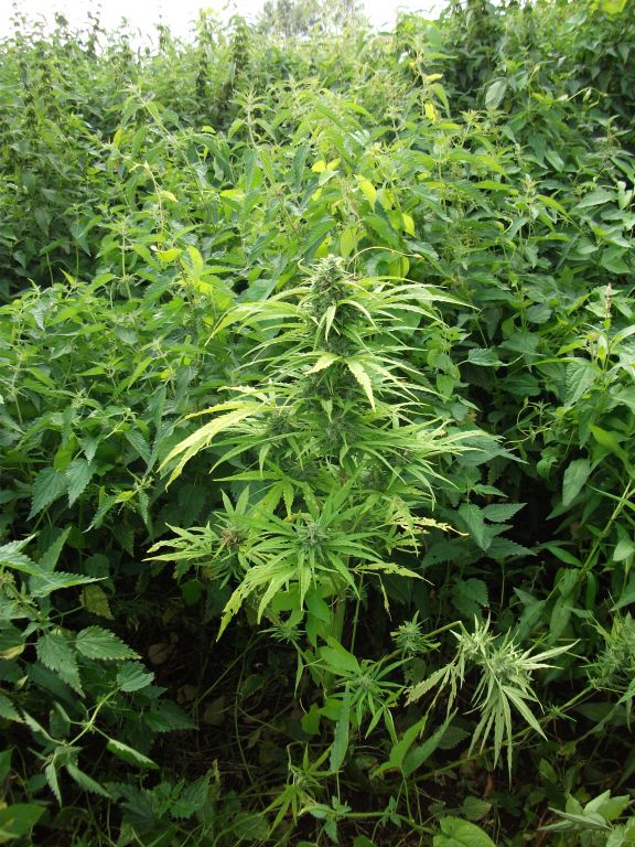 auto NL от Royal Queen Seeds