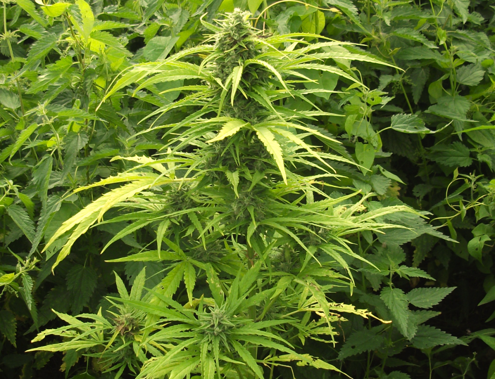 auto NL от Royal Queen Seeds