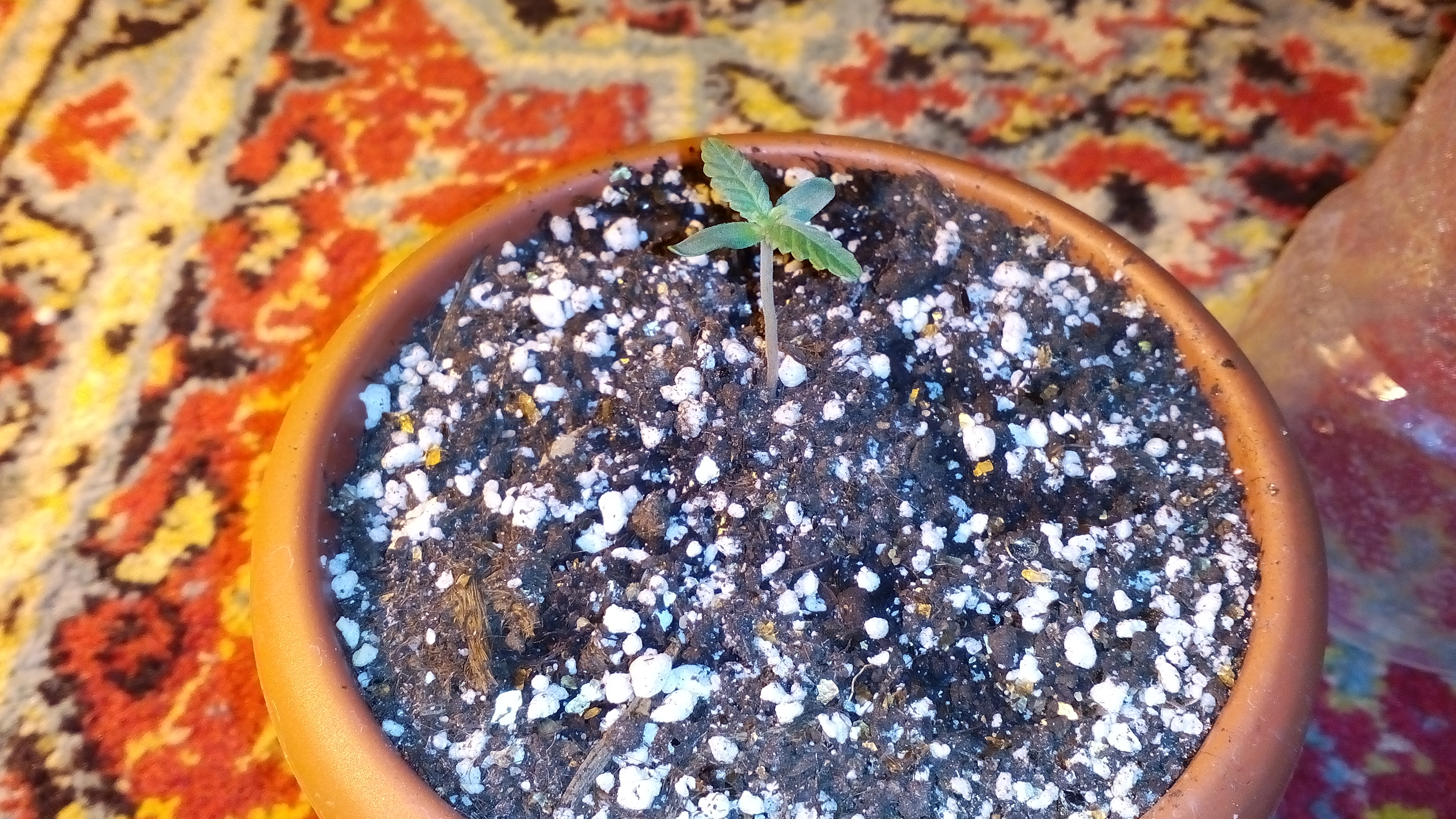 Auto Northen Lights