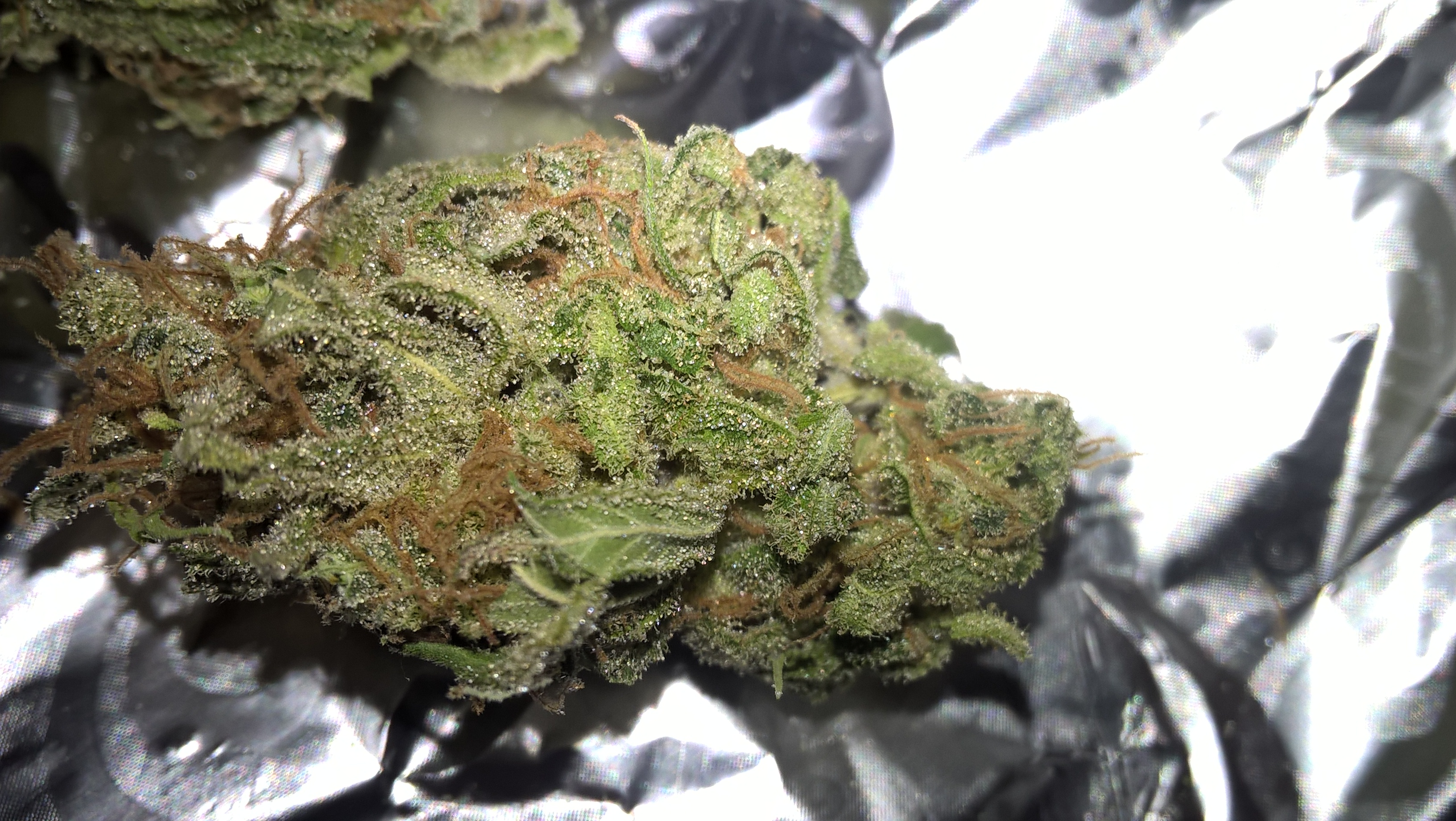 auto OG Kush G.S. 2