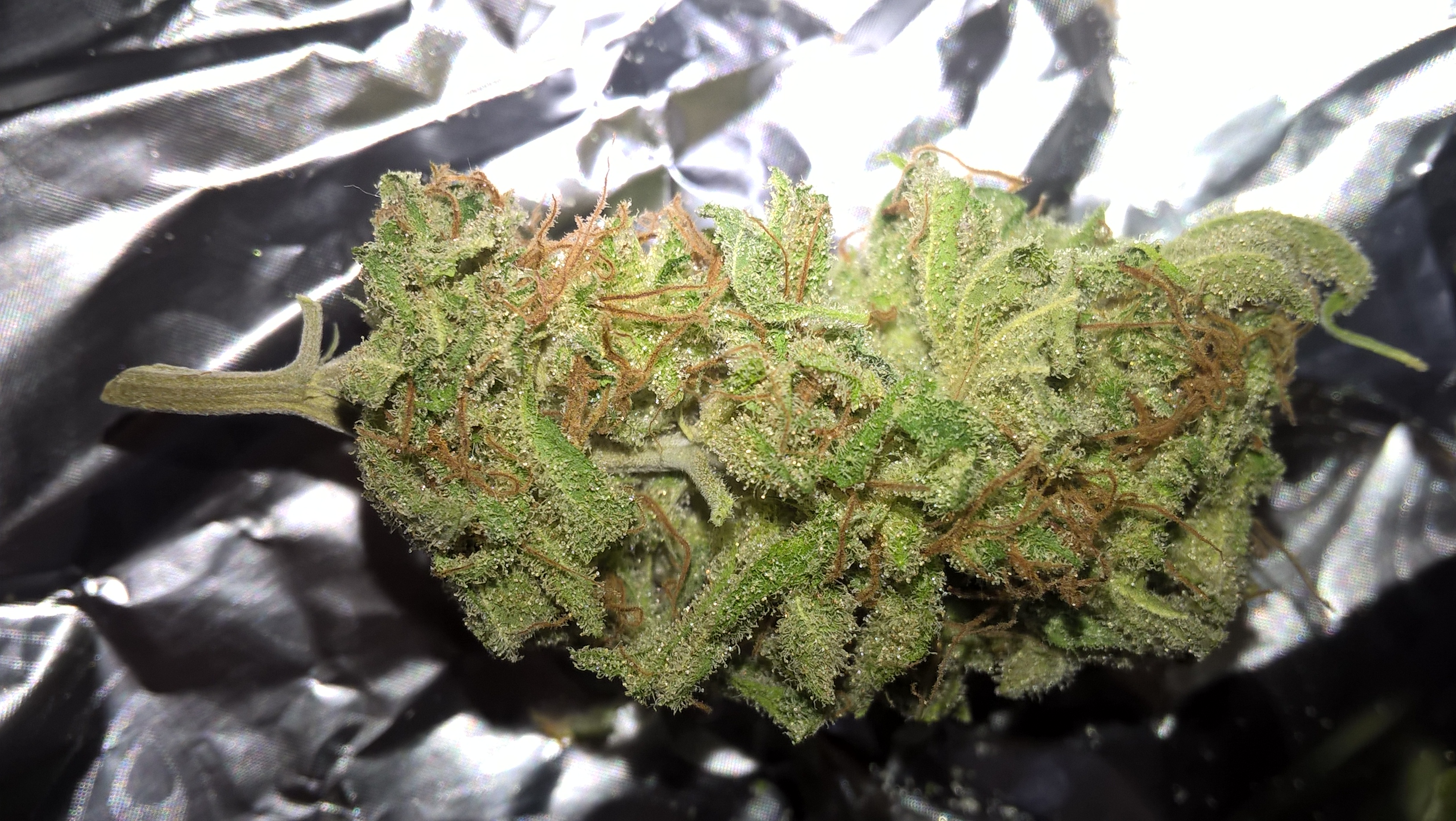 auto OG Kush G.S.