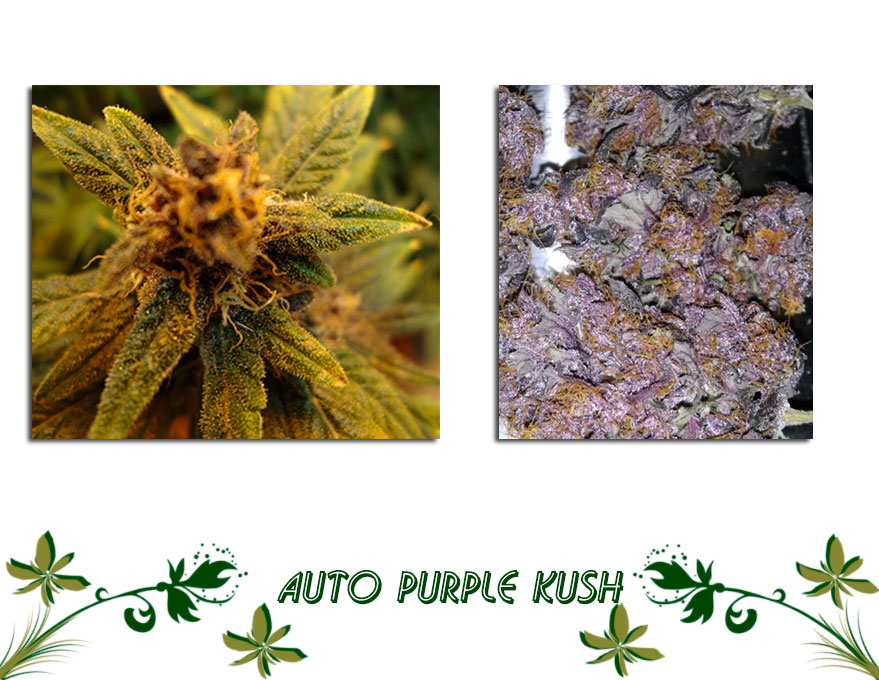 Auto Purple Kush сорт конопли