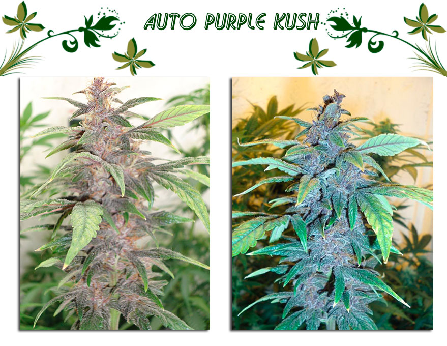 Auto Purple Kush