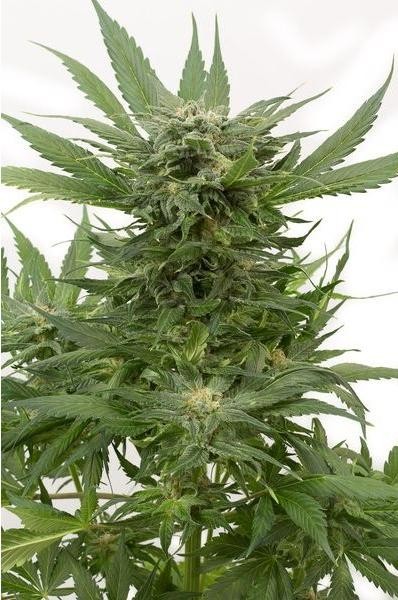 Auto Sour Diesel