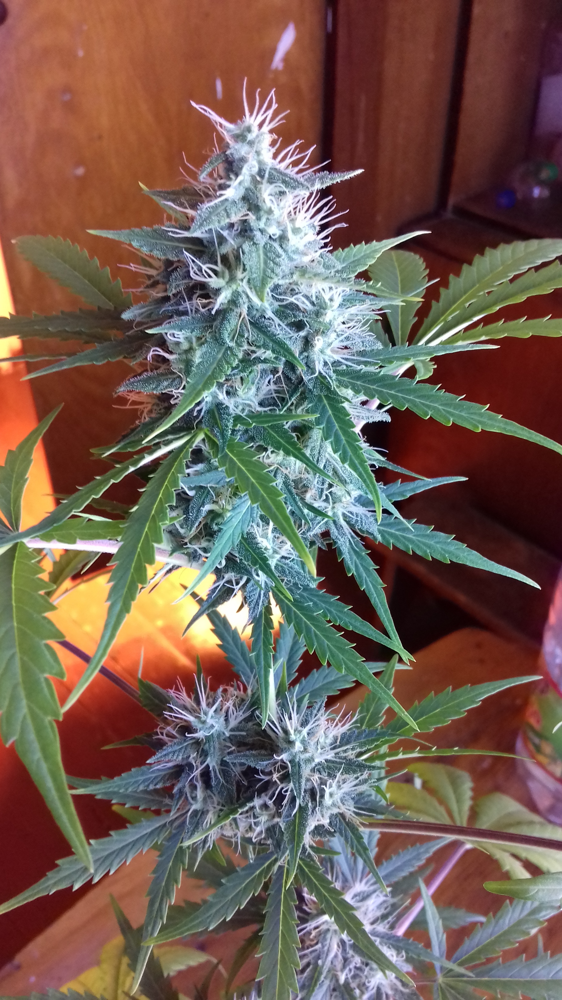Auto White Russian1.jpg