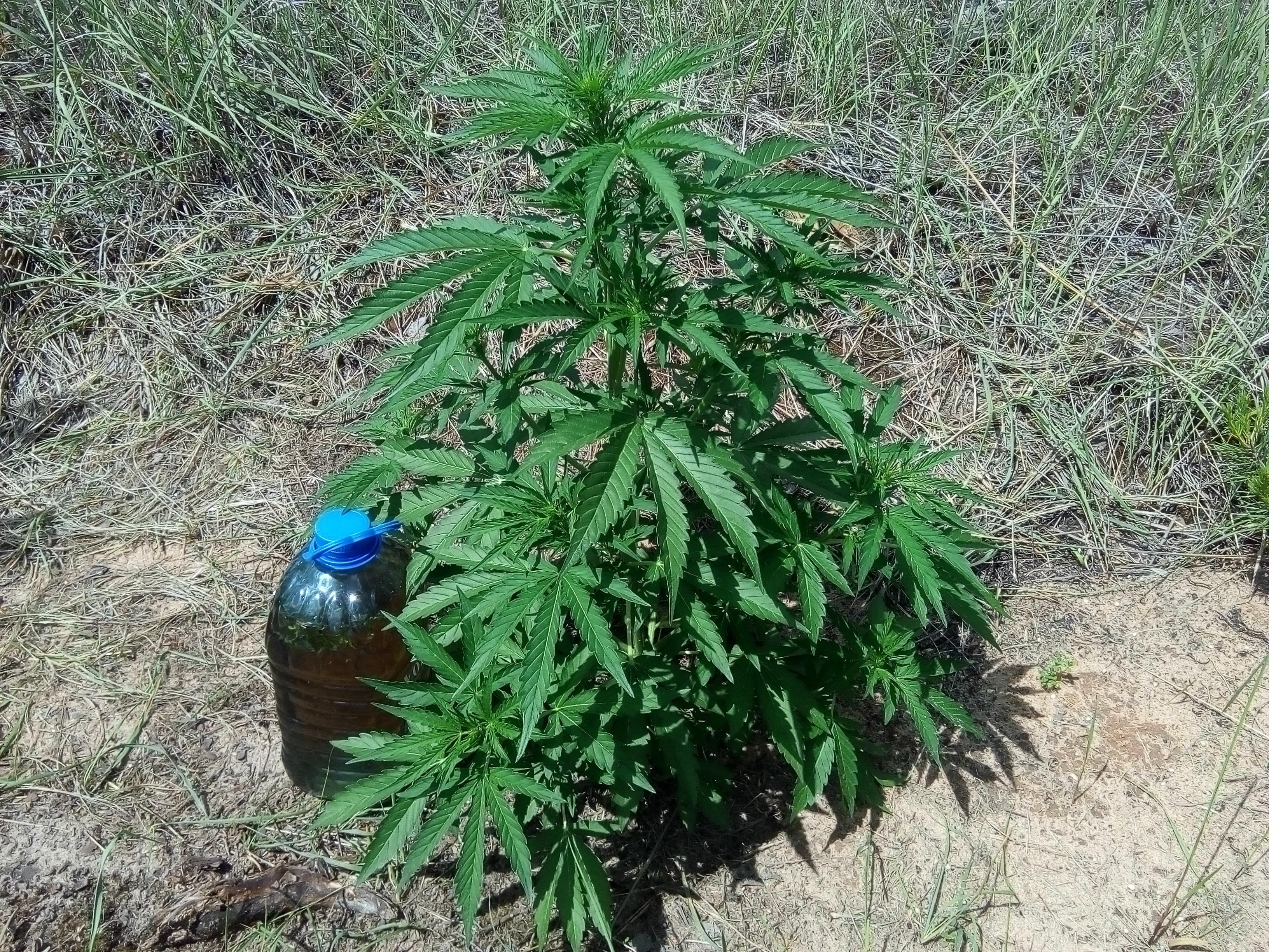 Auto White Widow 40 дней..jpg